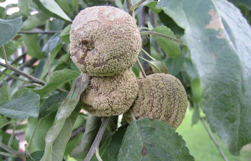 Плодова гниль на яблуках