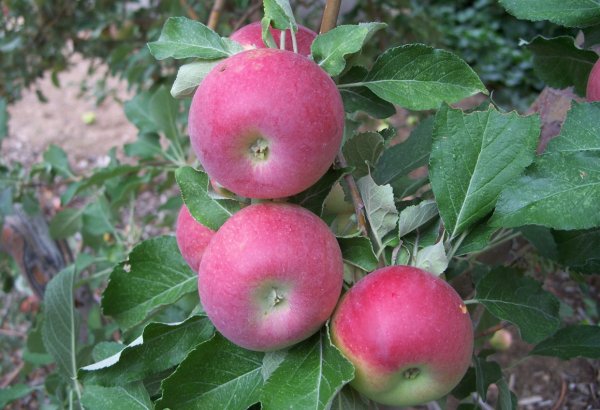 Яблоки Джонатан Фото И Описание Сорта