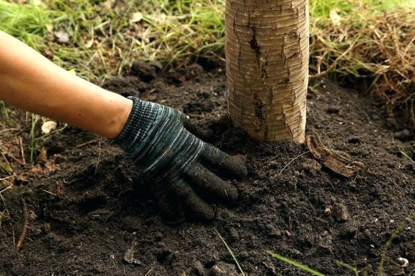 Догляд за приствольным колом