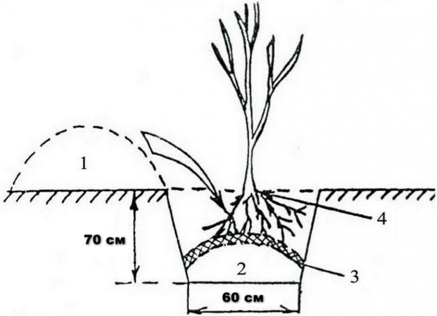 Посадка саджанців яблуні
