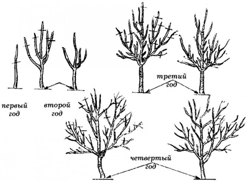Обрізка яблуні
