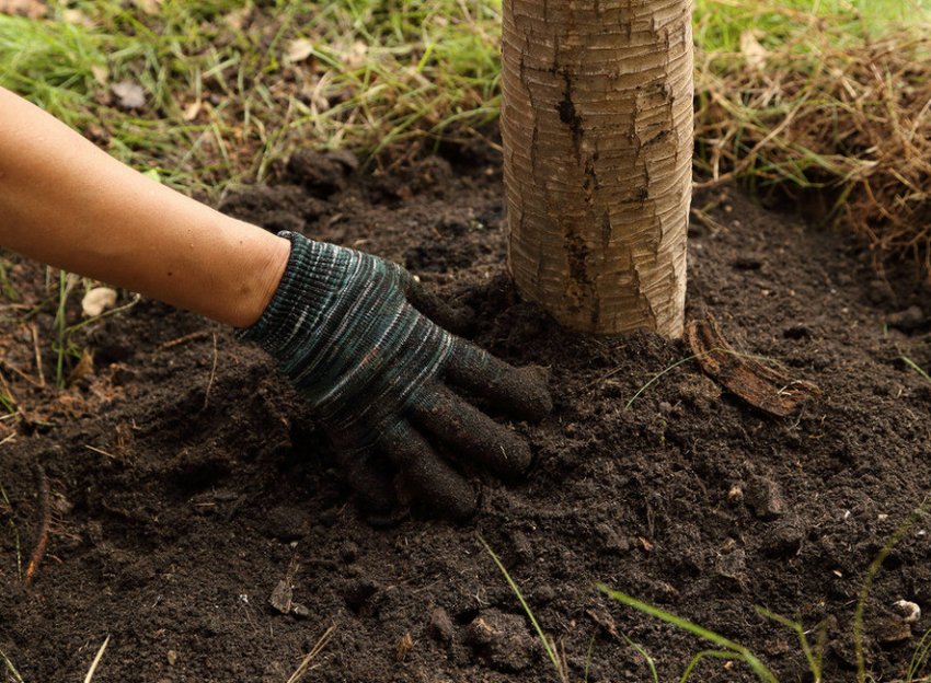 Удобрення яблуні