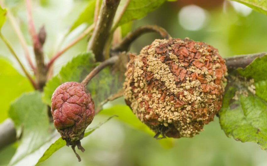 Плодова гниль яблуні