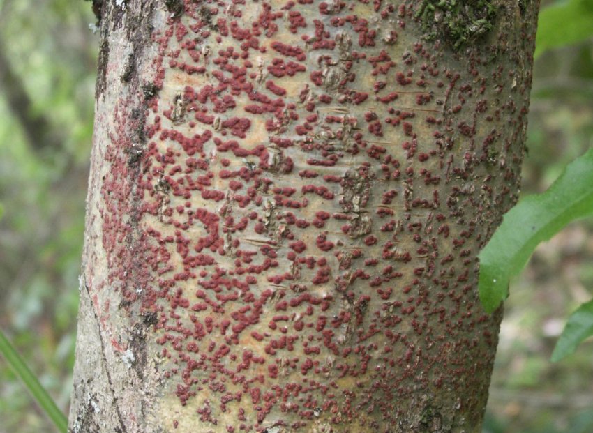 Цитоспороз яблуні