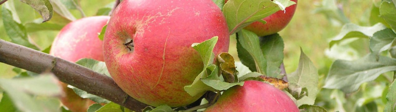 Подробная характеристика, особенности выращивания и ухода за яблоней «Зимняя красавица»
