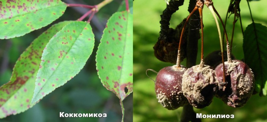 Монилиоз Черешни Фото И Лечение