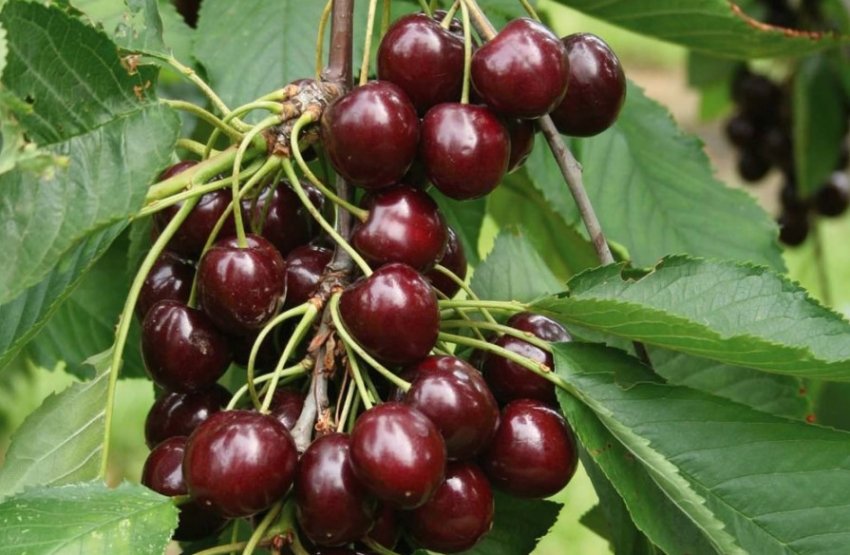 Вишня Шоколадниця