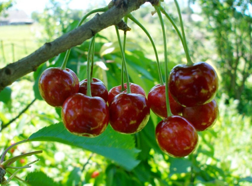 Вишня Шпанка