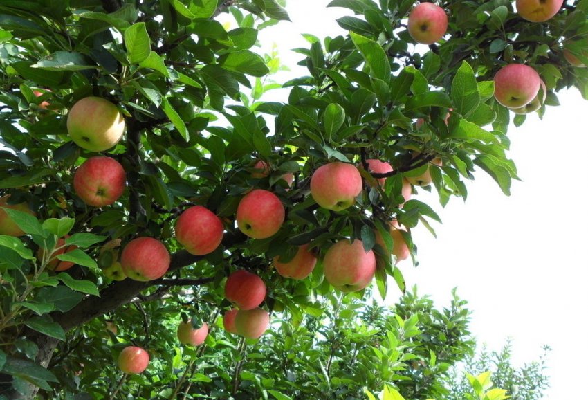 Яблуня сорту Зимова красуня