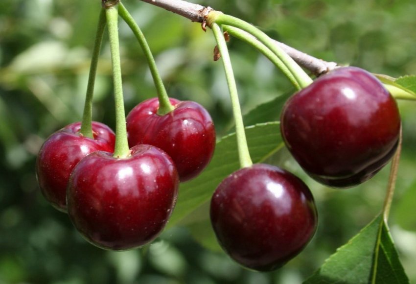 Вишня Жуковська