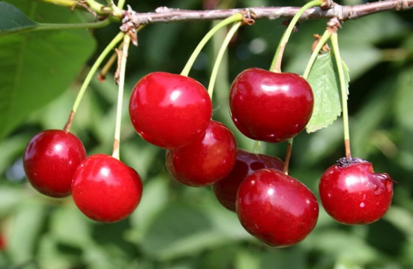 Вишня Малинівка