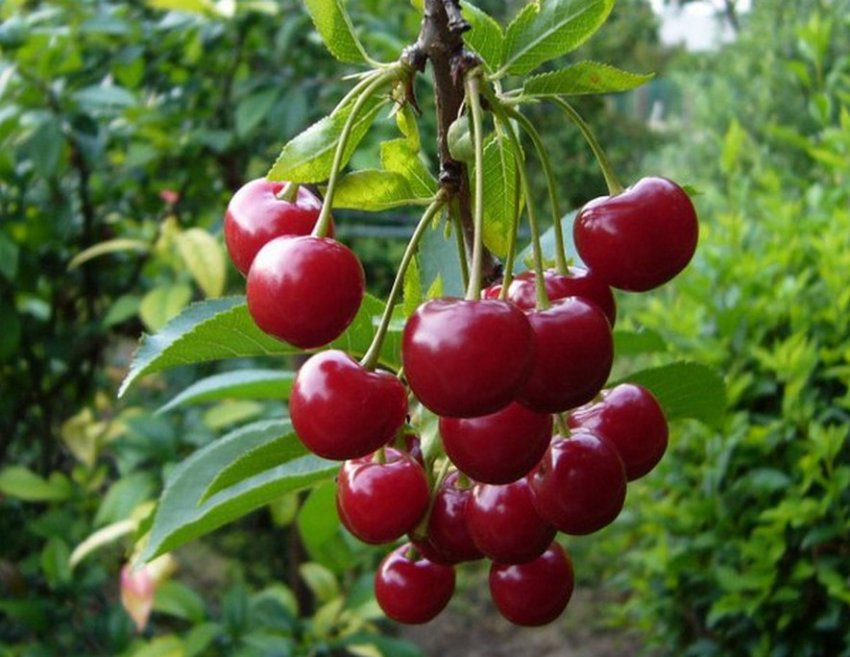 Вишня Волочаєвкою