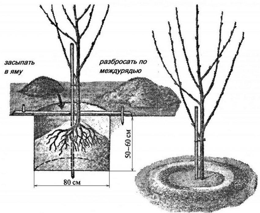 Схема посадки саджанця вишні