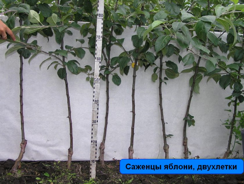 Выбор саженца яблони Выбор саженца яблони