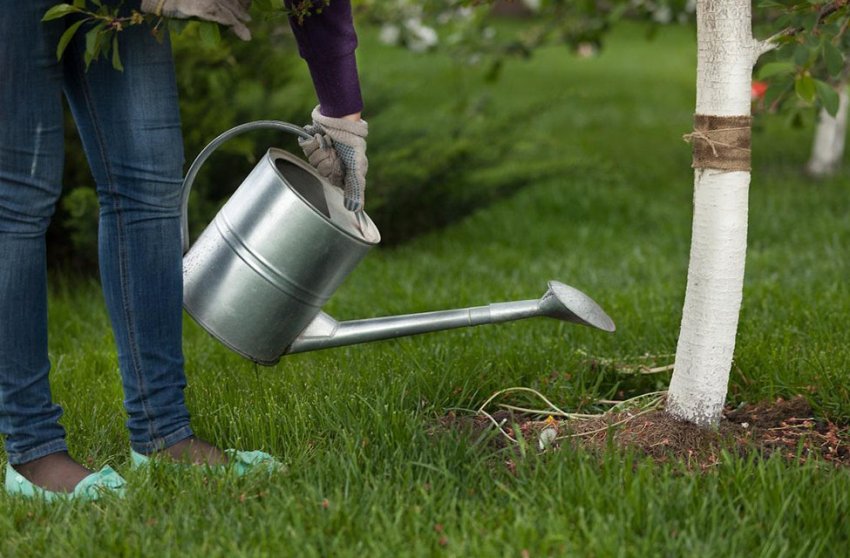 Полив вишні