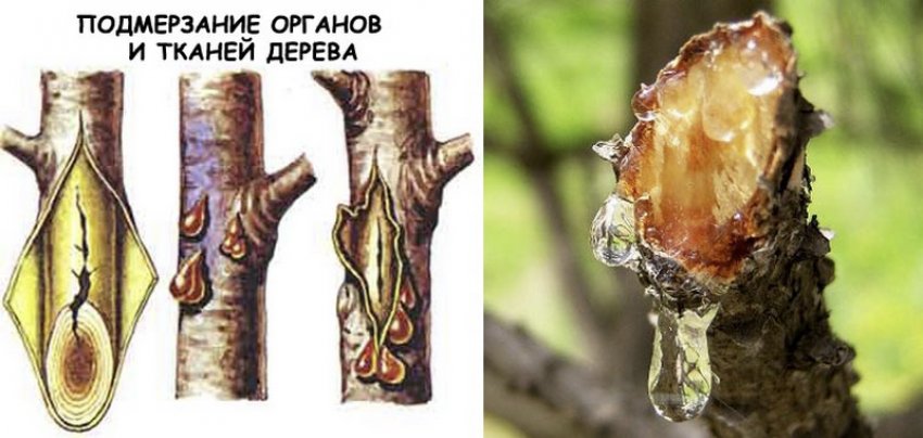 Камедетеча вишні Камедетеча вишні