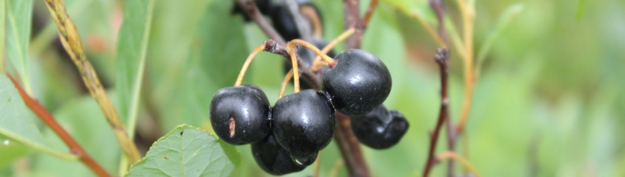 Вирощування і догляд за вишнею Бессея