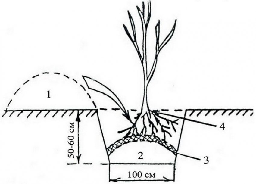 Посадка саджанців яблуні Посадка саджанців яблуні