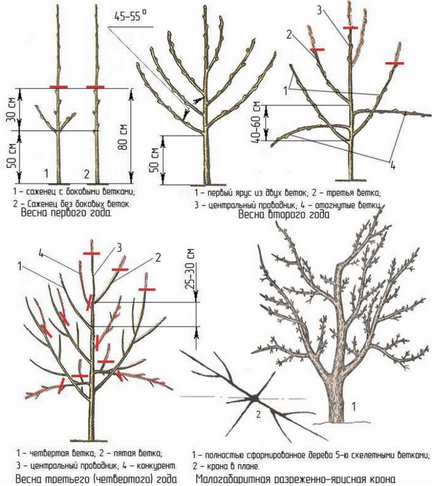 Схема обрізування яблуні Схема обрізування яблуні