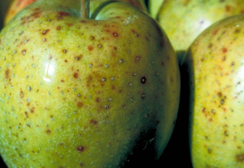 Альтернаріоз яблуні Альтернаріоз яблуні
