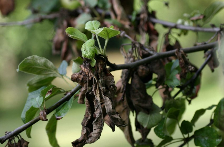 Бактеріальний опік на листках яблуні Бактеріальний опік на листках яблуні