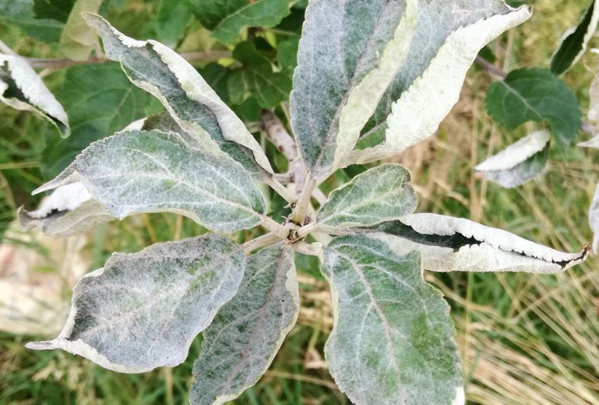 Борошниста роса яблуні Борошниста роса яблуні