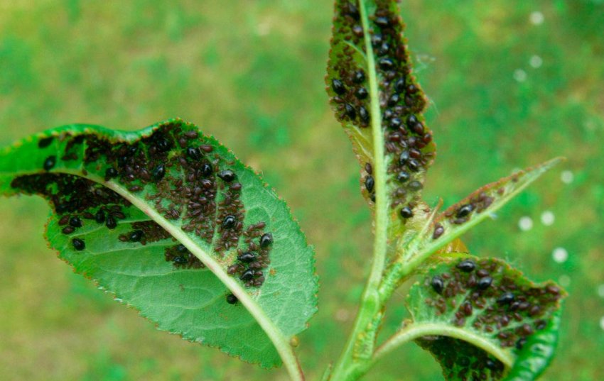 Попелиця на яблуні Попелиця на яблуні