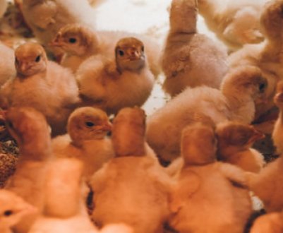 Чим годувати і як доглядати за индюшатами в домашніх умовах