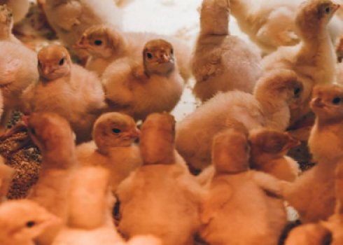 Чим годувати і як доглядати за индюшатами в домашніх умовах