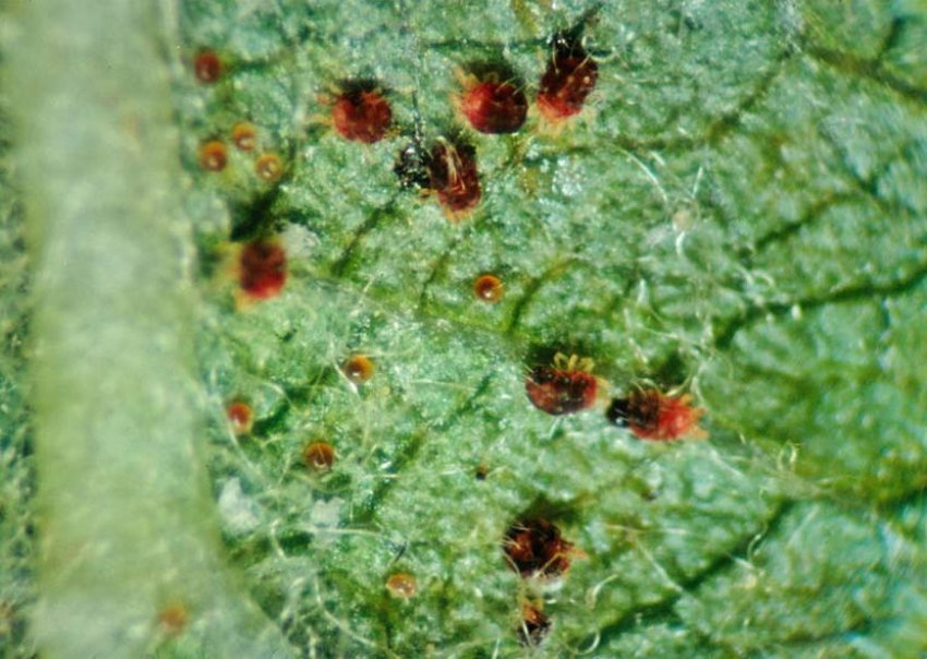 Червоний кліщ на яблуні Червоний кліщ на яблуні