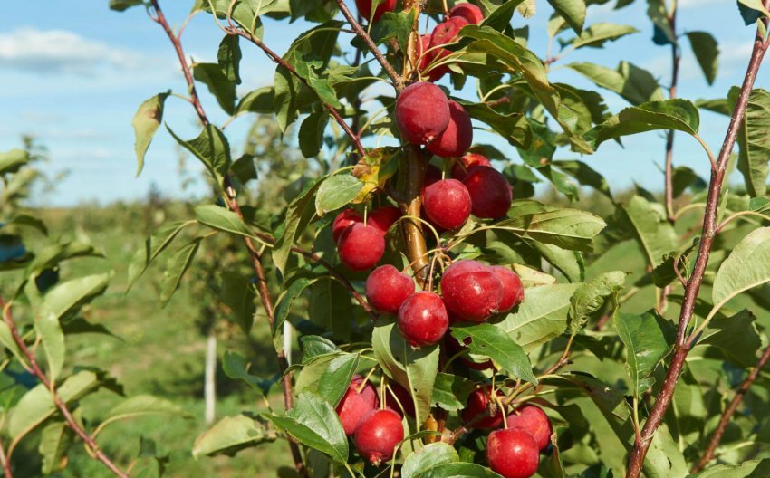 Яблуня Китайка