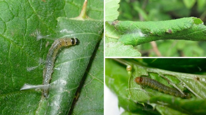 Гусениця листовійка на яблуні Гусениця листовійка на яблуні