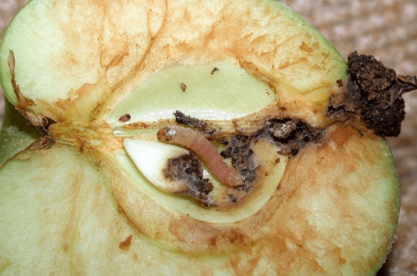 Яблунева плодожерка Яблунева плодожерка