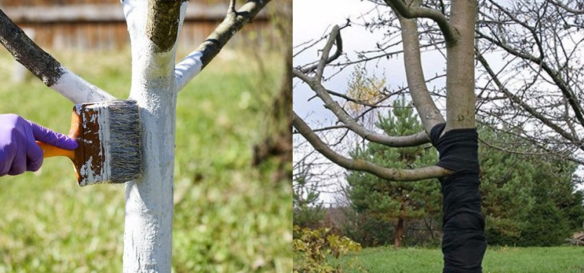 Підготовка яблуні до зими Підготовка яблуні до зими