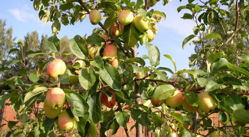 Плодоношення яблуні Китайка Моніка