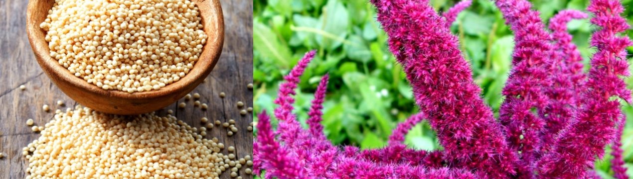 У США набирає обертів вирощування амаранту