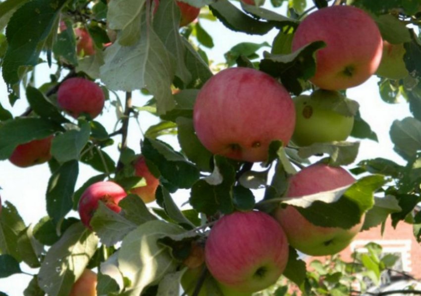 Розовый налив яблоня отзывы. Яблоня "розовый налив" (Malus domestica). Яблоня красный налив. Яблоня Малиновка (Суйслепское). Сорт яблок Малиновка.