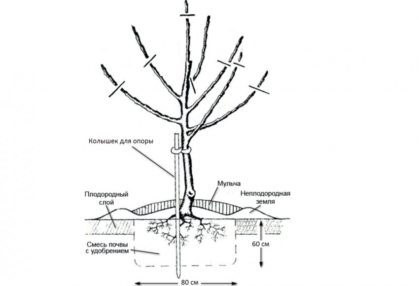 Схема посадки яблуні Схема посадки яблуні