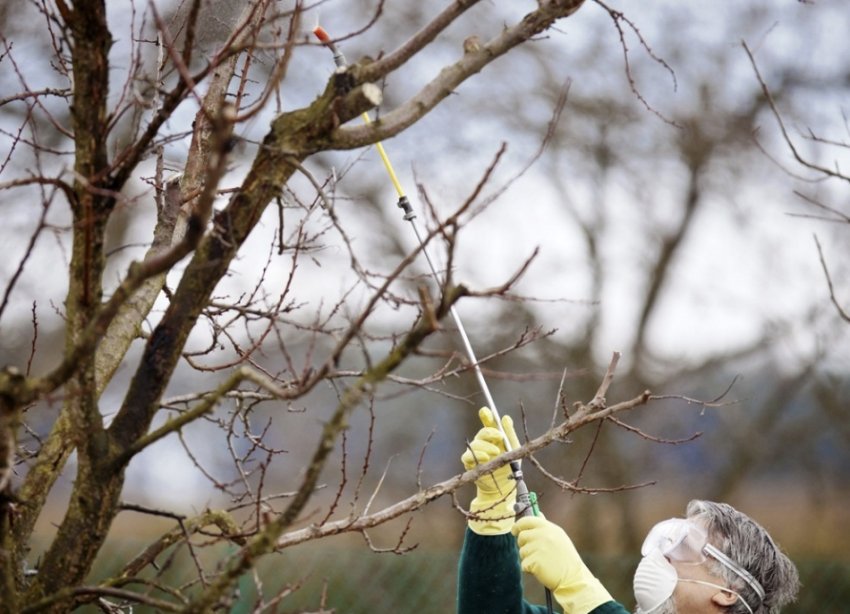 Обробка яблуні Обробка яблуні