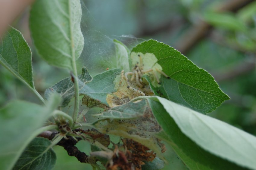 Листовійки на яблуні Листовійки на яблуні