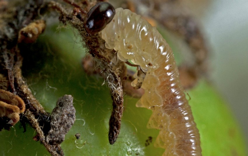Яблуневий пильщик Яблуневий пильщик