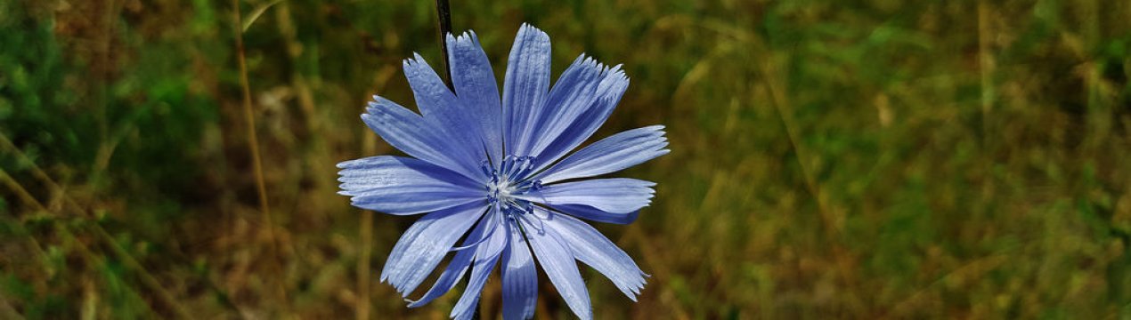 У Бельгії дуже прибутково вирощування цикорію