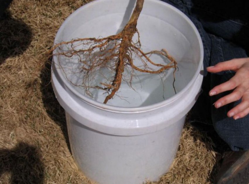 Саджанець яблуні Саджанець яблуні