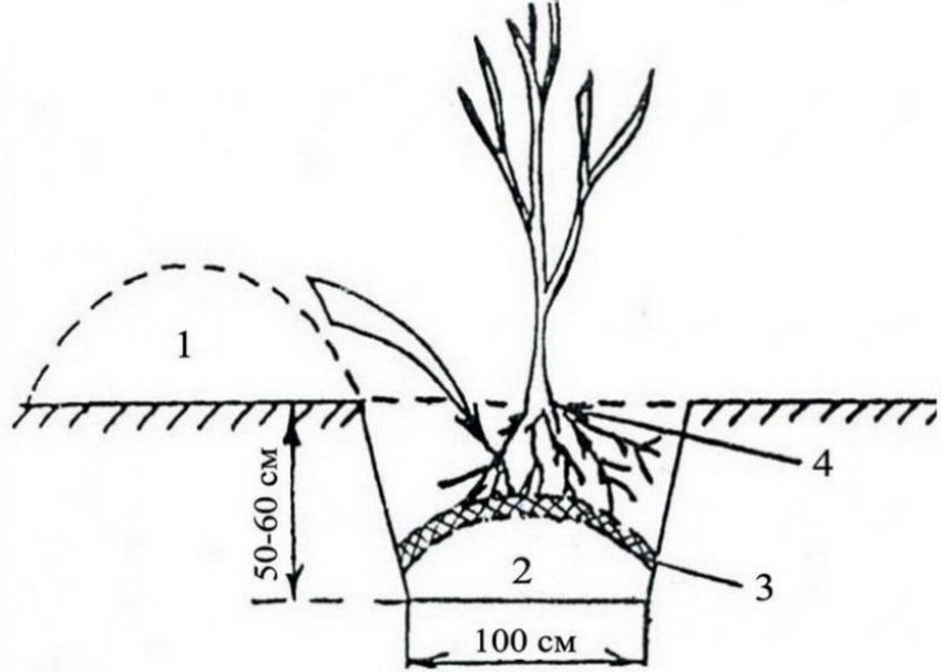 Посадка саджанців яблуні Посадка саджанців яблуні