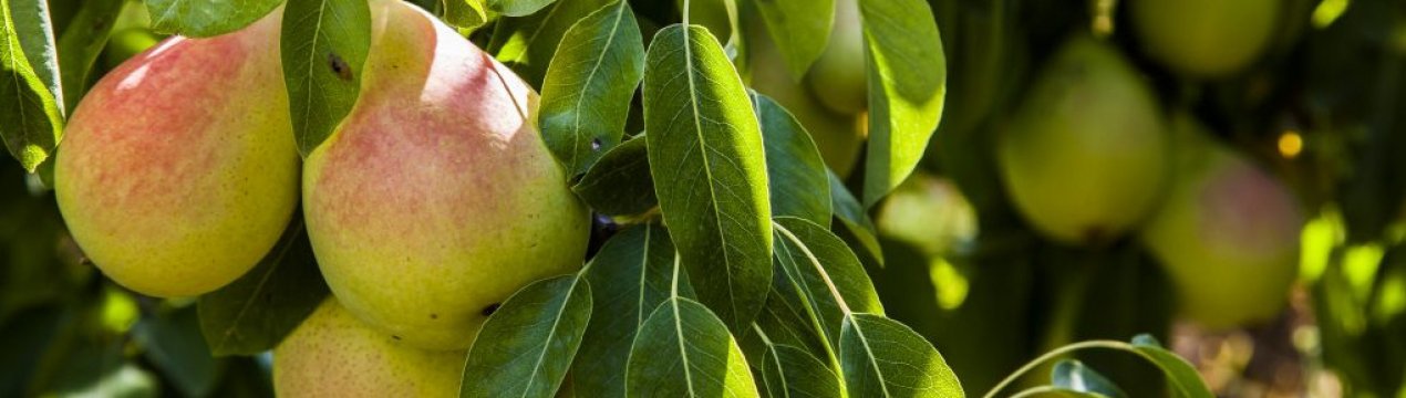 Особливості вирощування і детальна характеристика груші сорту Чижовская