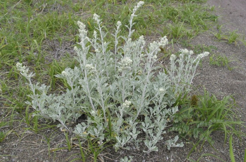 Полин Полин