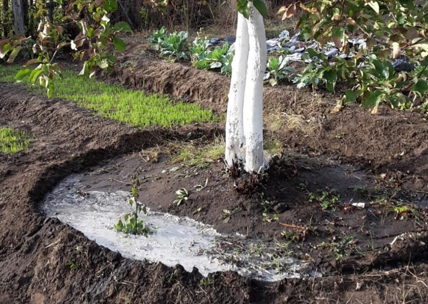 Підживлення яблуні Підживлення яблуні