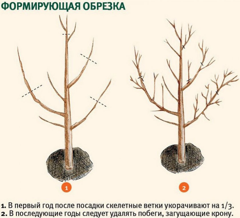 Формирующая обрезка плодового дерева Формирующая обрезка плодового дерева