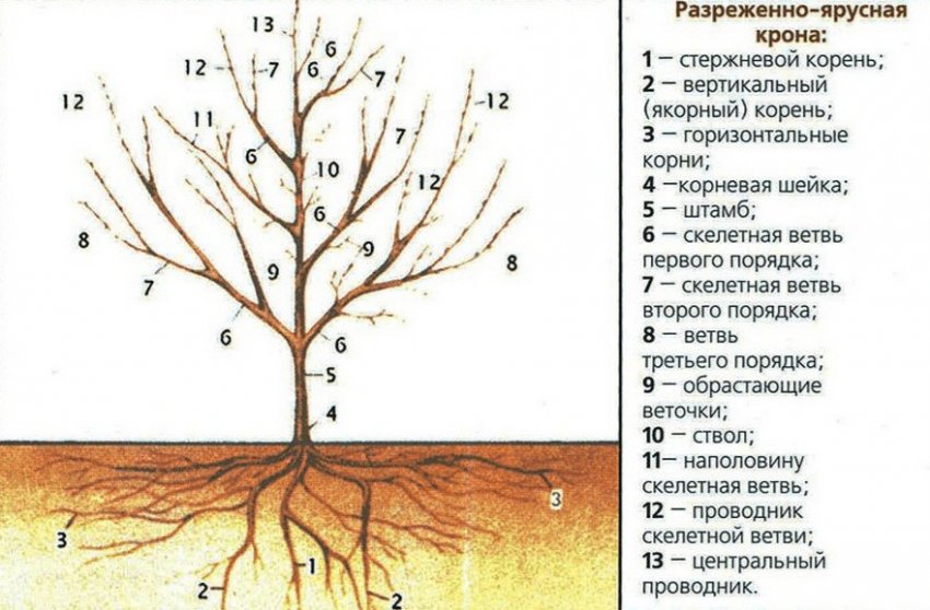 Обрізка вишні