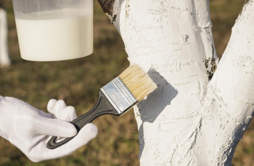 Побілка стовбура яблуні Побілка стовбура яблуні